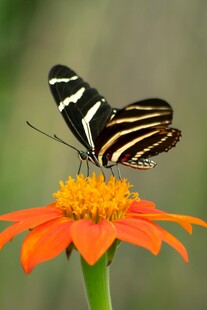 蝴蝶停驻于橙花之上