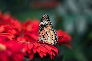 蝴蝶停驻在鲜艳红花上