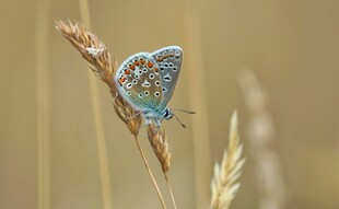 蓝蝶停驻于金黄草茎上