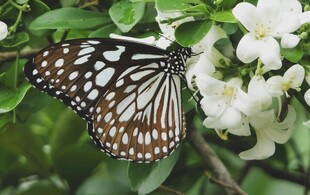 蝴蝶停驻于白花绿叶间
