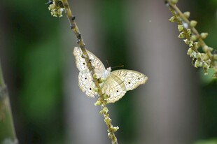 枝头蝴蝶