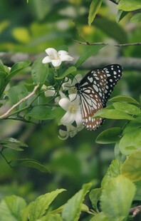 蝴蝶停驻繁花绿叶间