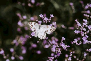 白蝶停于紫花之上