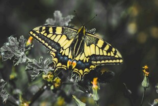 黄黑蝴蝶停于花丛间