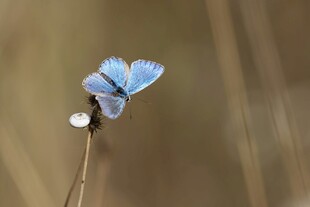 蓝蝶停驻细枝上