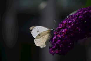 白蝶停驻紫花上