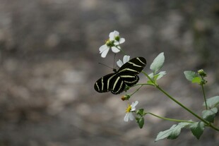 黑白条纹蝴蝶停于小花上