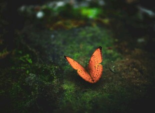 绿叶上的橙红色蝴蝶