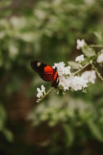 红黑蝴蝶停于白色花朵
