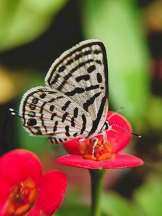 黑白蝴蝶停驻红花上