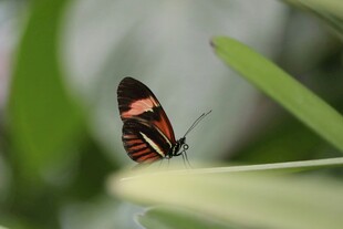彩蝶停驻绿叶间