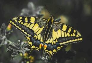 黄黑相间蝴蝶停驻植物间