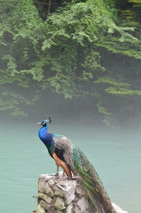 石上孔雀与青山绿水