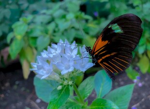 蝴蝶停驻蓝花上
