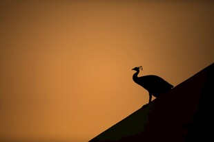 夕阳下屋顶的鸟剪影
