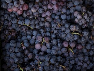 饱满紫葡萄特写