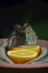 蝴蝶停留在橙片上