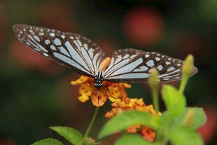 蝴蝶停驻于鲜艳花朵上