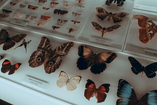 多样蝴蝶标本展示
