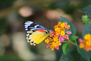彩蝶停驻繁花间