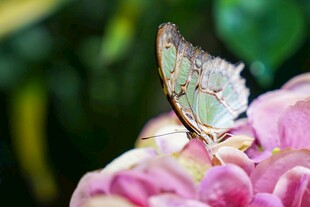 绿蝶停驻粉花上