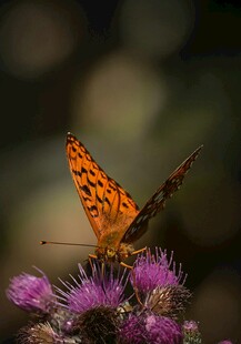 橙蝶停驻紫花上