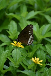 蝴蝶停驻于明艳小花上
