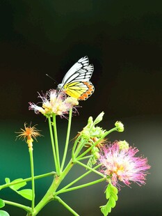 蝴蝶停驻于绚烂花朵间