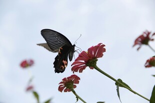 黑蝶停驻红花间
