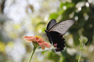 黑蝴蝶停驻于橙花之上