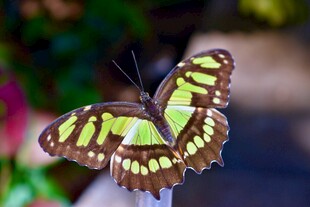 绿褐相间蝴蝶特写