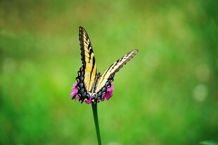 花间彩蝶停驻