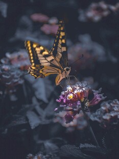 蝴蝶停驻繁花间