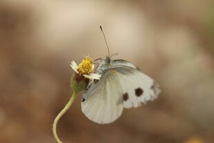 白蝴蝶停驻小花上