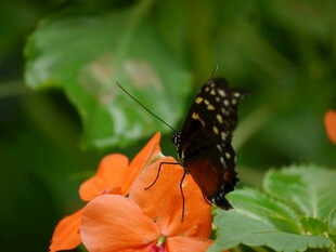 黑蝶停驻橙花上