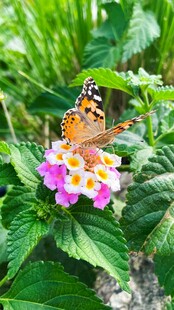 彩蝶停驻缤纷花朵间