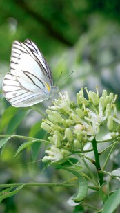 白蝶停驻绿植间