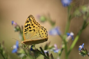 黄蝶停驻于蓝花之上