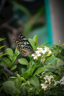 蝴蝶停驻绿叶白花间
