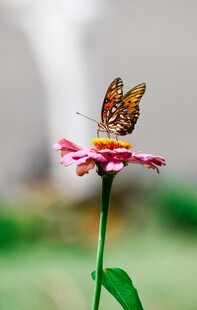 蝴蝶停驻粉色花朵上