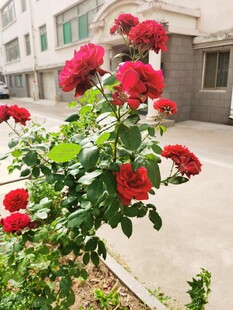 庭院中绽放的鲜艳红玫瑰