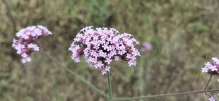 紫色小花