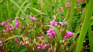 粉色小花