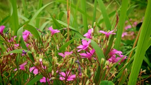 野花