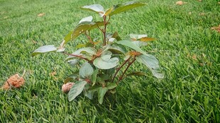 野草