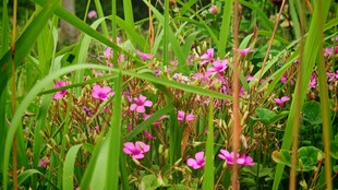 野花野草