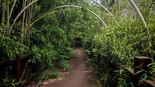 竹林