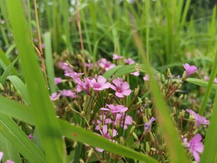 粉色小花