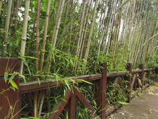 竹林