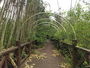 竹林长廊